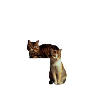 Two Adorable Cats Basking In Sunlight On Stone Stairs, Capturing A Peaceful Moment. 17425 - Cat PNG image with transparent background